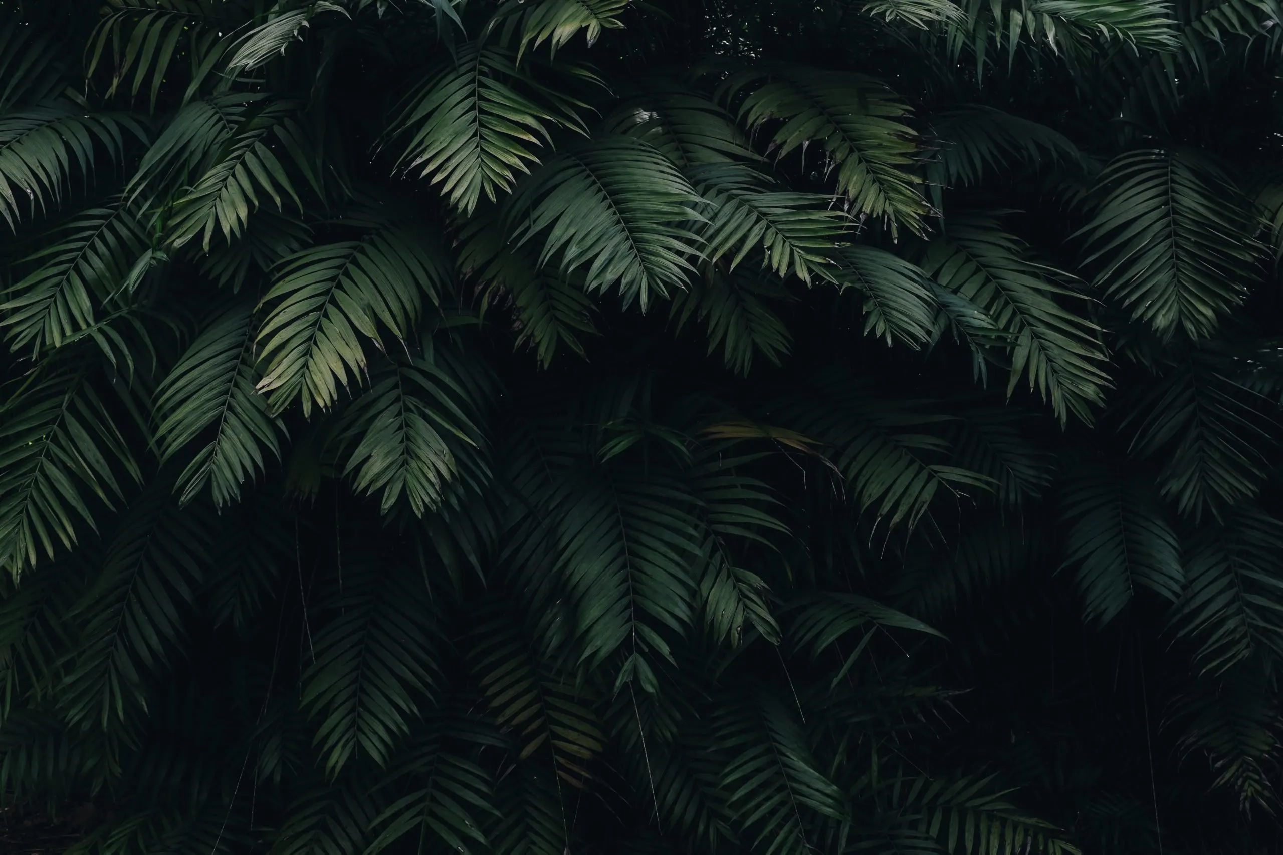 IZZI Banner